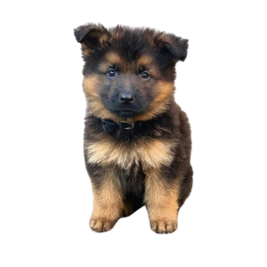 Deutscher Schäferhund