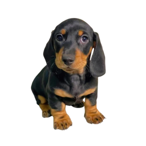 Dachshund