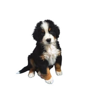 Berner Sennenhund