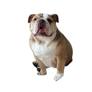 Englische Bulldogge