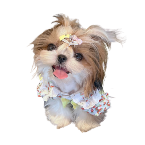 Shih Tzu