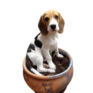 Beagle