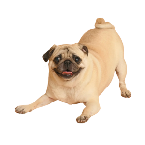 Mops