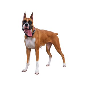 Boxer