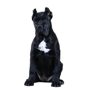 Cane Corso Italiano