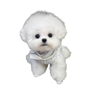 Bichon Frisé