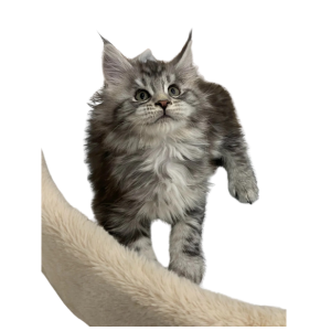 Maine Coon