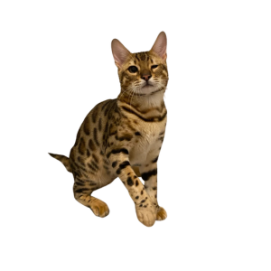 Bengalkatze