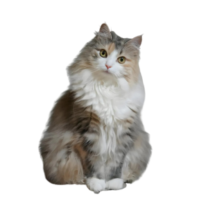 Norwegische Waldkatze