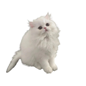 Perserkatze