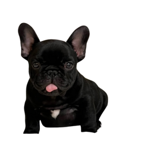 Französische Bulldogge