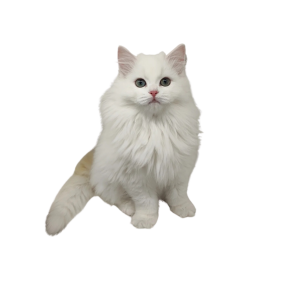 Türkisch Angora