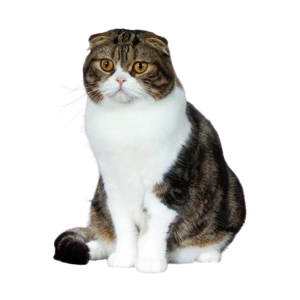 Schottische Faltohrkatze