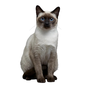 Siamkatze