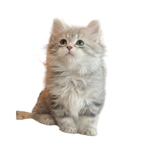 Sibirische Katze