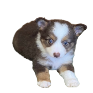 Australischer Schäferhund