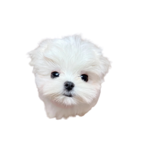 Malteser